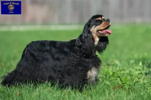 Read more about the article American Cocker Spaniel breeders and puppies in Oregon