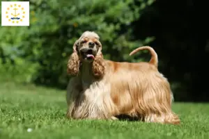 Read more about the article American Cocker Spaniel breeders and puppies in Rhode Island