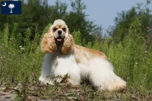 Read more about the article American Cocker Spaniel breeders and puppies in South Carolina