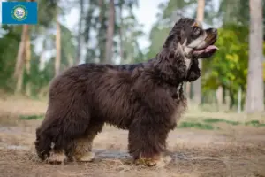 Read more about the article American Cocker Spaniel breeders and puppies in South Dakota