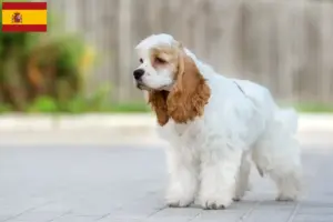 Read more about the article American Cocker Spaniel breeders and puppies in Spain