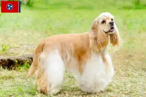 Read more about the article American Cocker Spaniel breeders and puppies in Tennessee