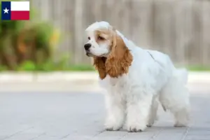 Read more about the article American Cocker Spaniel breeders and puppies in Texas