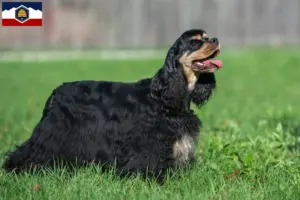 Read more about the article American Cocker Spaniel breeders and puppies in Utah