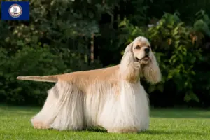 Read more about the article American Cocker Spaniel breeders and puppies in Virginia