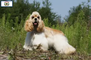 Read more about the article American Cocker Spaniel breeders and puppies in West Virginia