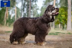 Read more about the article American Cocker Spaniel breeders and puppies in Wisconsin