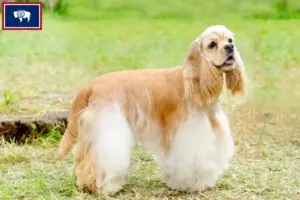 Read more about the article American Cocker Spaniel breeders and puppies in Wyoming