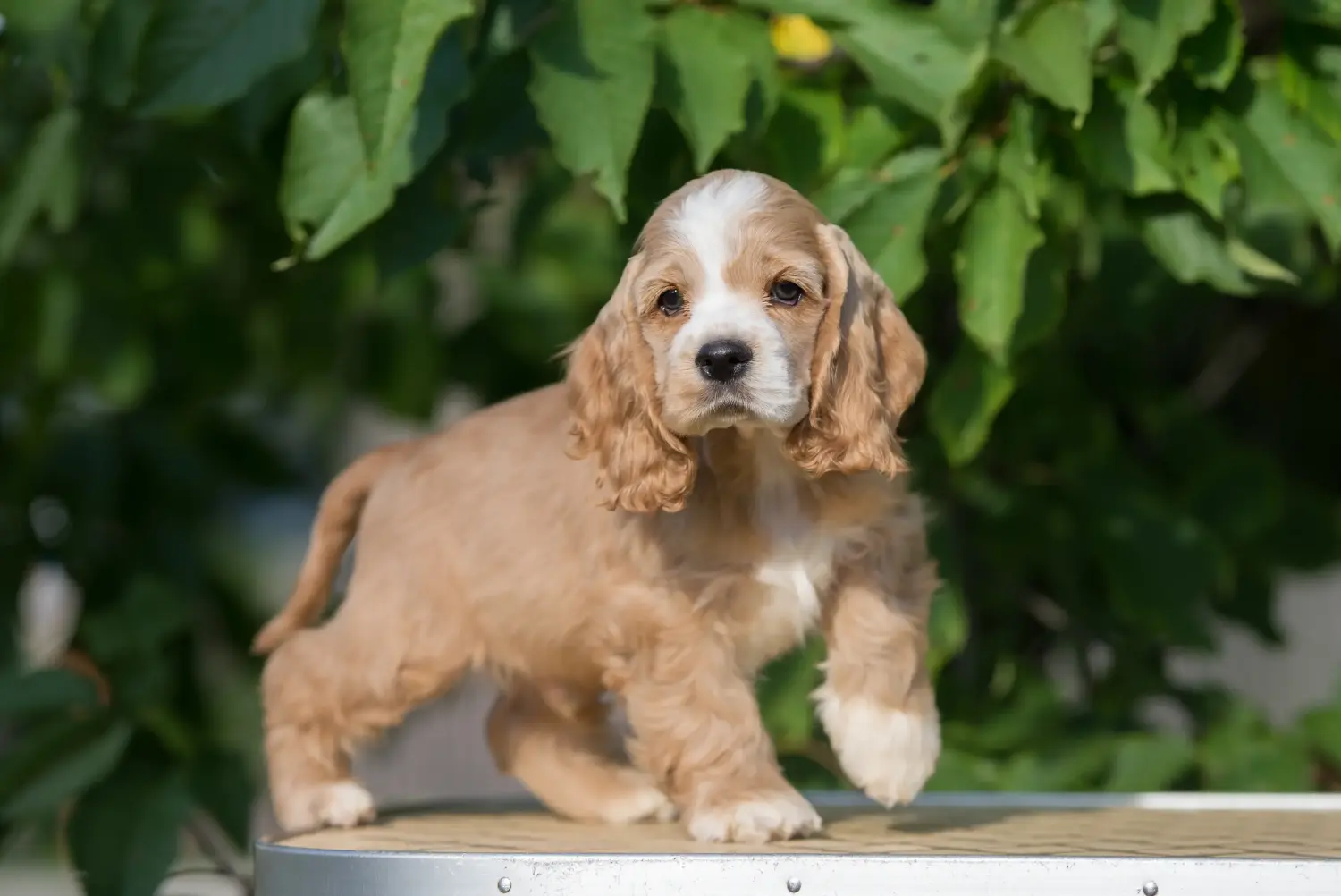 Buying an American Water Spaniel puppy means taking responsibility! Buy American Cocker Spaniel puppies.