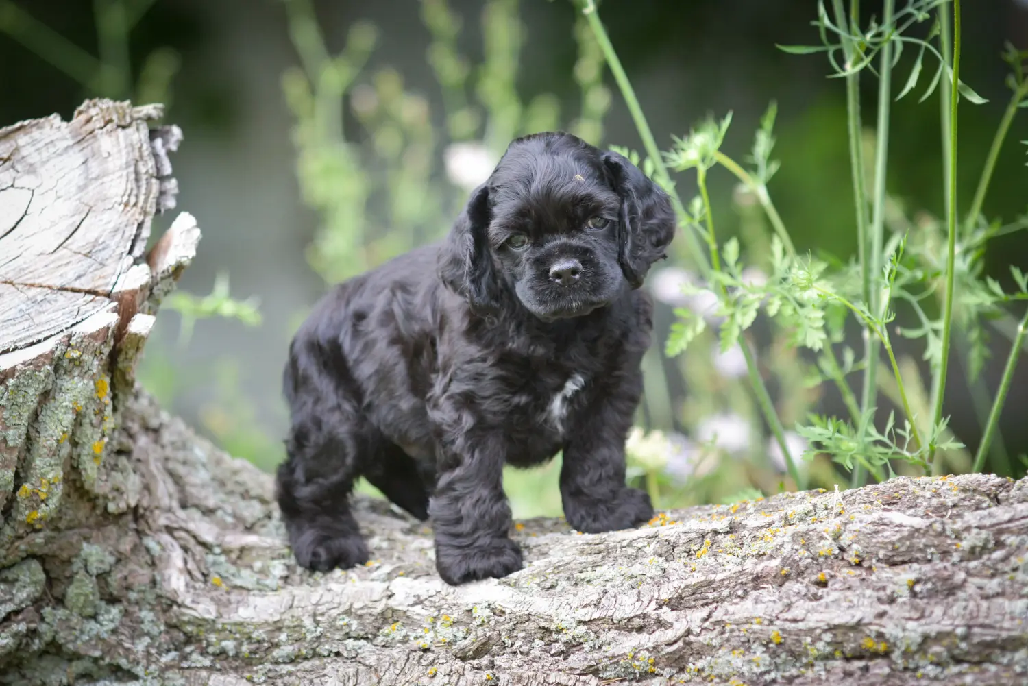 Buying an American Water Spaniel puppy means taking responsibility! Buy American Cocker Spaniel puppies.