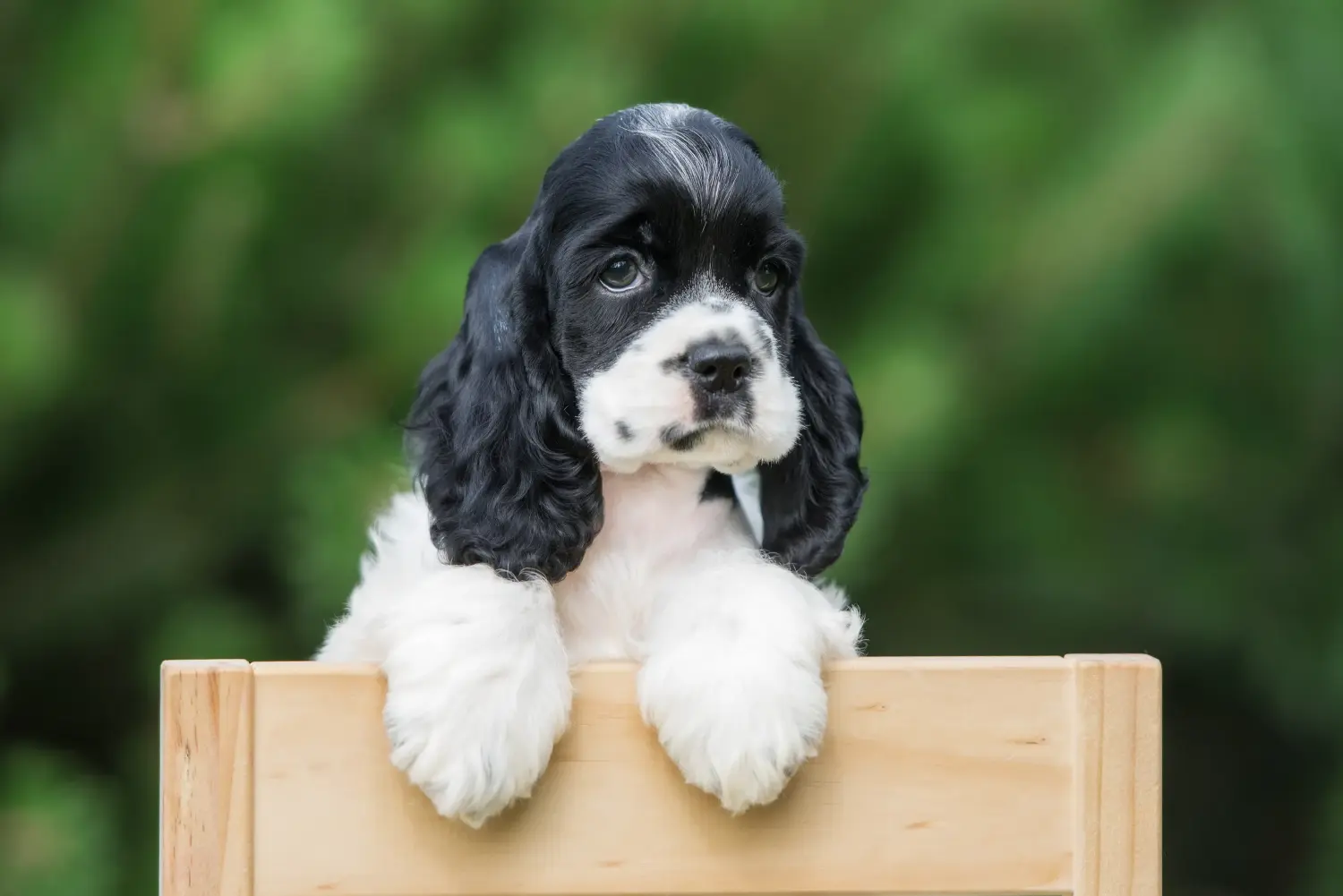 Buying an American Water Spaniel puppy means taking responsibility! Buy American Cocker Spaniel puppies.