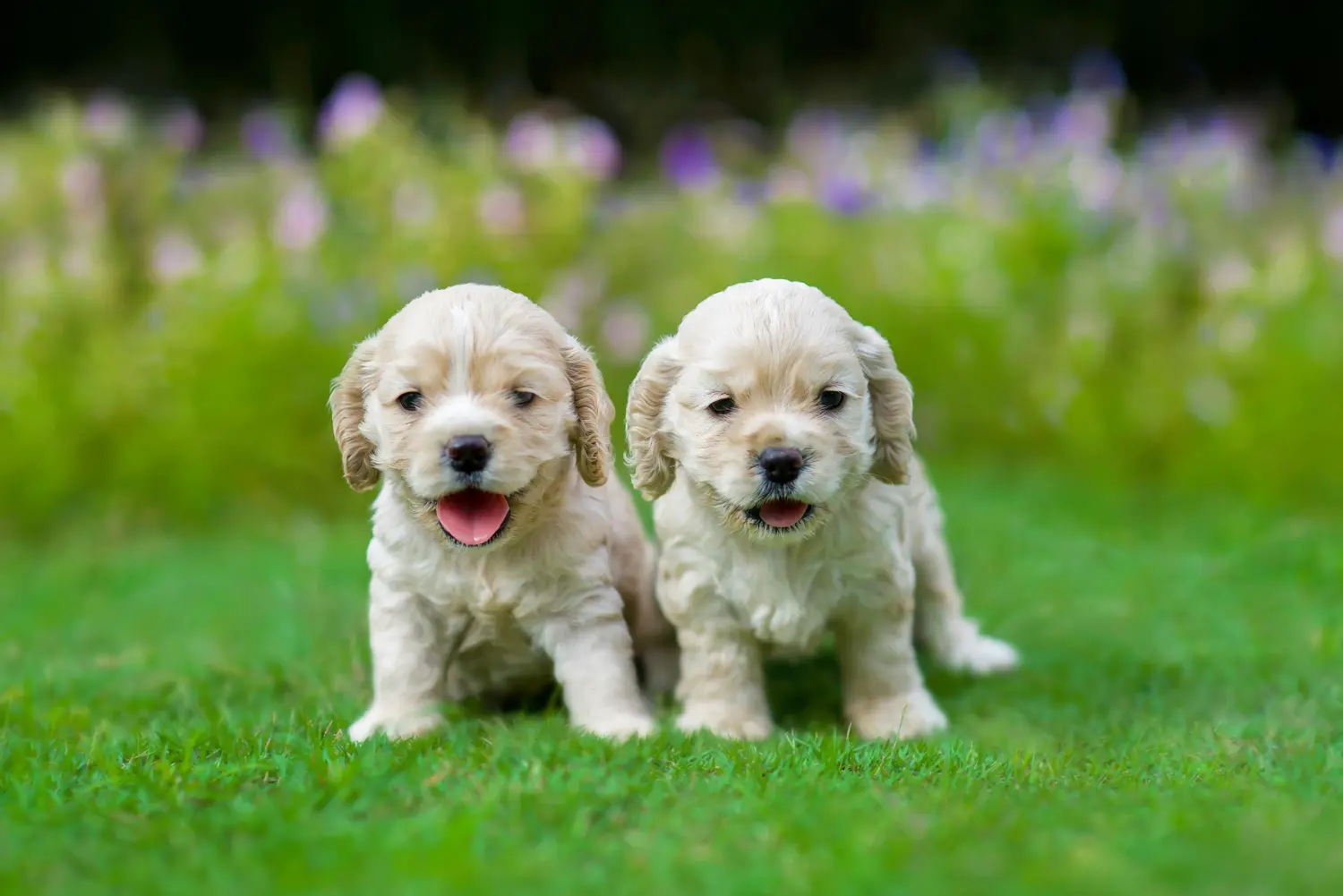 Buying an American Water Spaniel puppy means taking responsibility! Buy American Cocker Spaniel puppies.