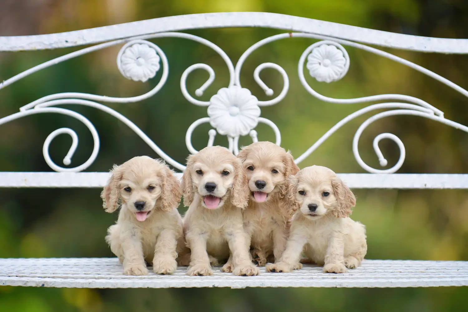 Buying an American Water Spaniel puppy means taking responsibility! Buy American Cocker Spaniel puppies.