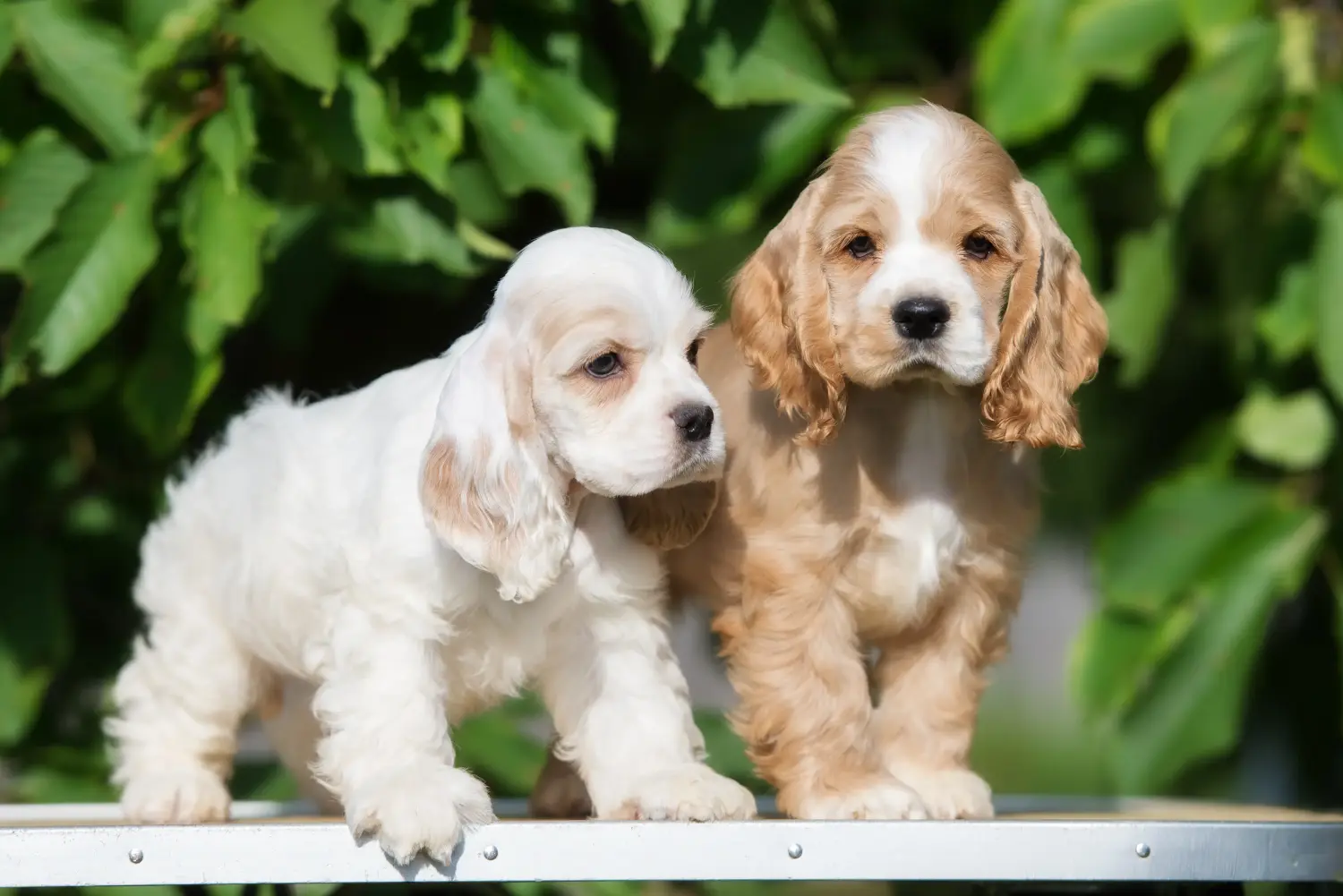 Buying an American Water Spaniel puppy means taking responsibility! Buy American Cocker Spaniel puppies.