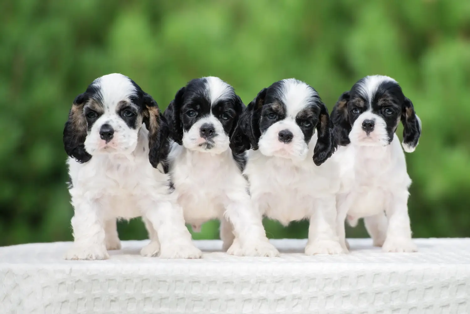 Buying an American Water Spaniel puppy means taking responsibility! Buy American Cocker Spaniel puppies.