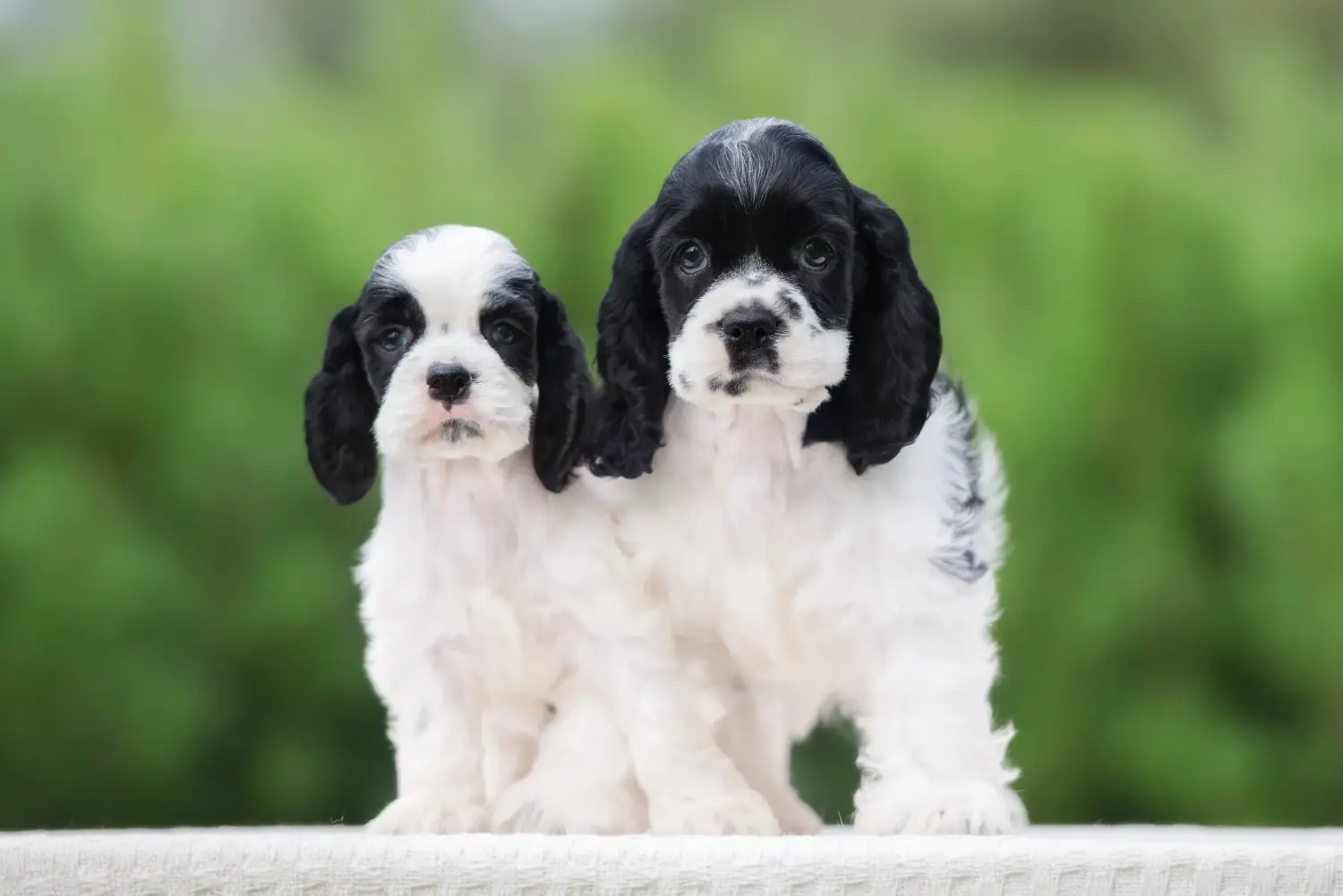 Buying an American Water Spaniel puppy means taking responsibility! Buy American Cocker Spaniel puppies.