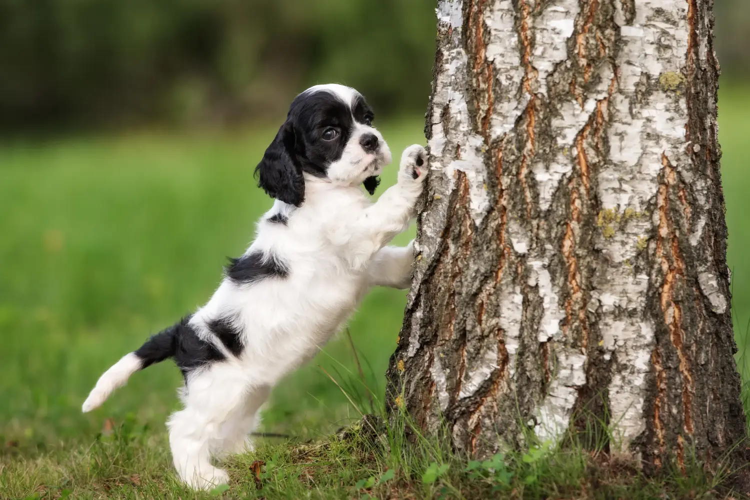 Buying an American Water Spaniel puppy means taking responsibility! Buy American Cocker Spaniel puppies.