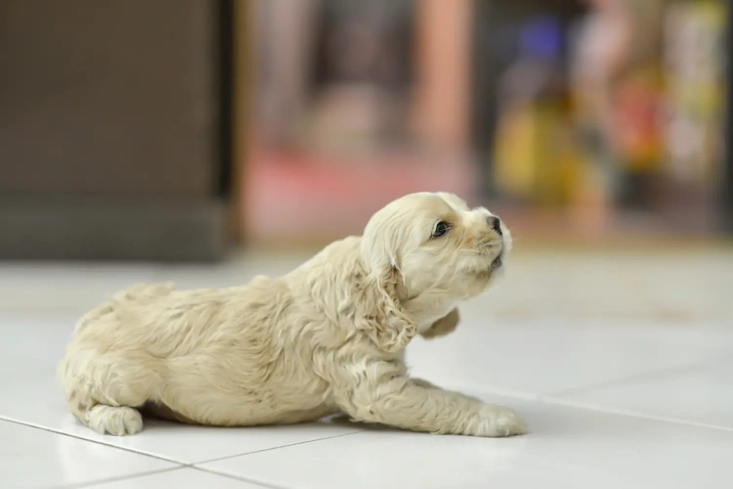 Buying an American Water Spaniel puppy means taking responsibility! Buy American Cocker Spaniel puppies.