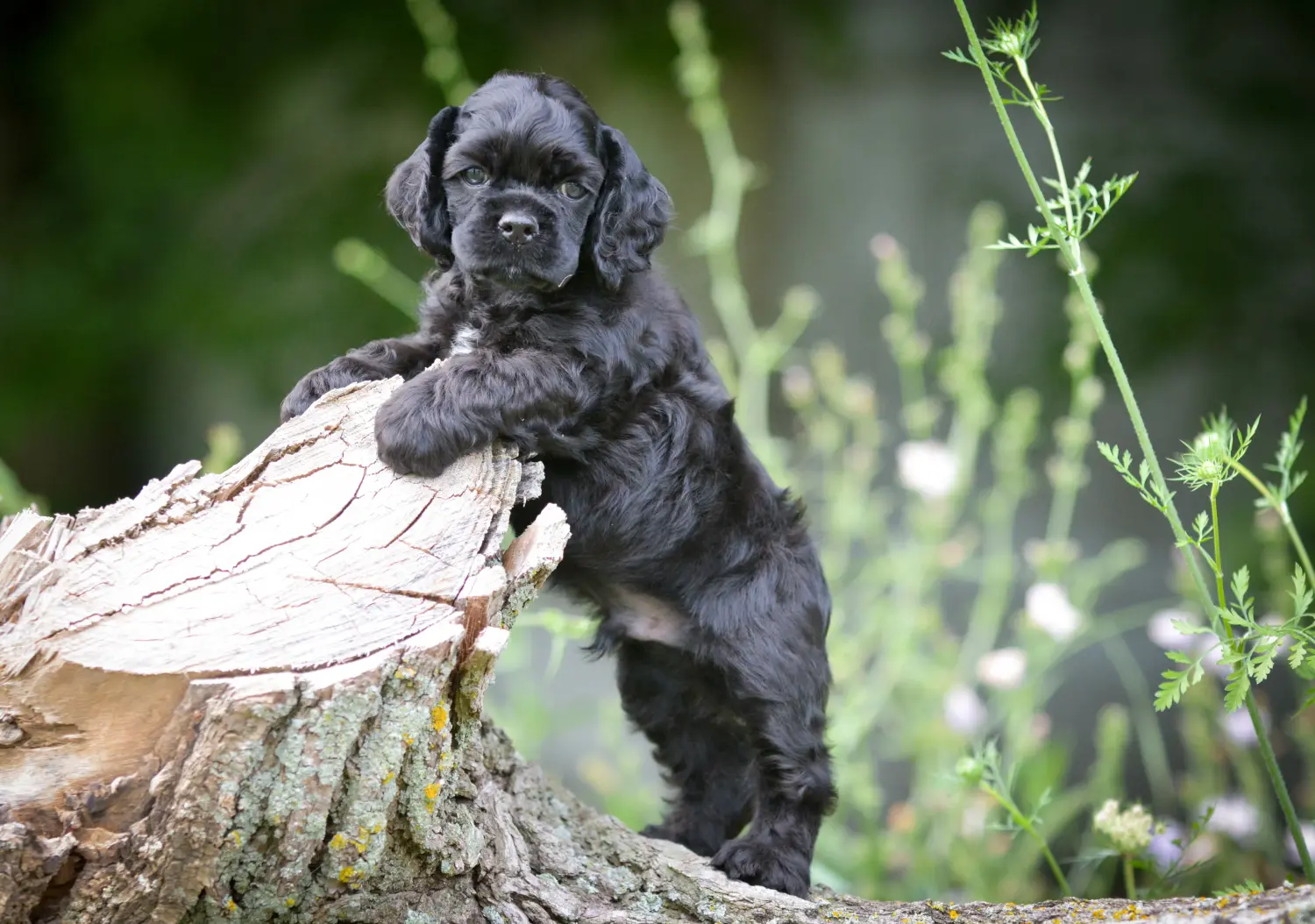 Buying an American Water Spaniel puppy means taking responsibility! Buy American Cocker Spaniel puppies.