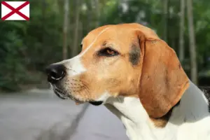 Read more about the article American Foxhound breeders and puppies in Alabama