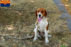 Read more about the article American Foxhound breeders and puppies in Arizona
