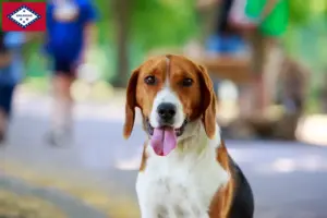 Read more about the article American Foxhound breeders and puppies in Arkansas