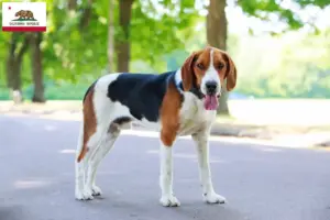 Read more about the article American Foxhound breeders and puppies in California