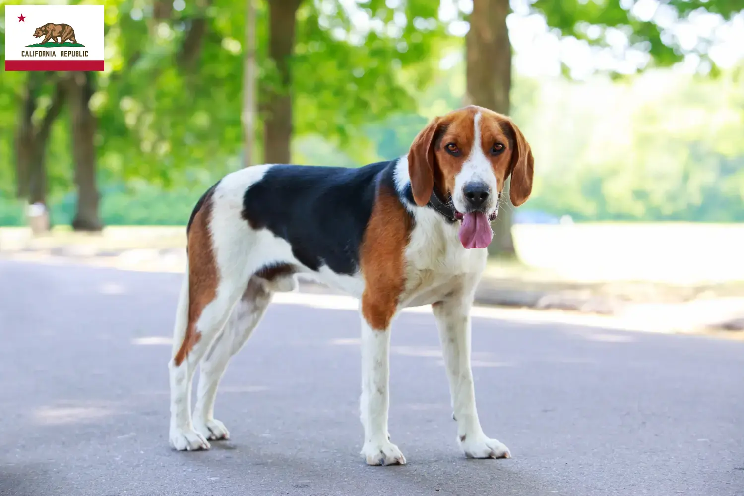 American Foxhound puppies and breeders California Find American Foxhounds breeders in California here.