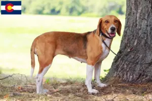 Read more about the article American Foxhound breeders and puppies in Colorado