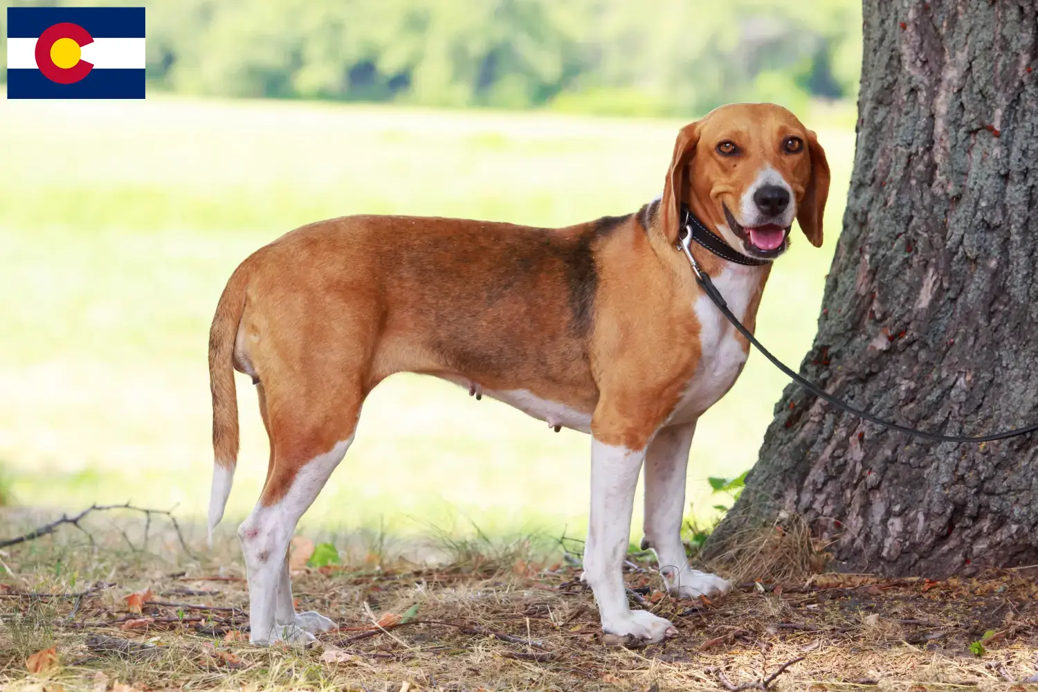 American Foxhound puppies and breeders Colorado Find American Foxhounds breeders in Colorado here.