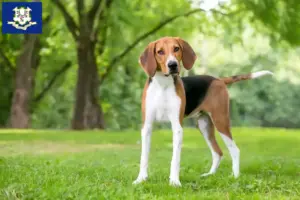Read more about the article American Foxhound breeders and puppies in Connecticut
