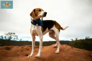 Read more about the article American Foxhound breeders and puppies in Delaware