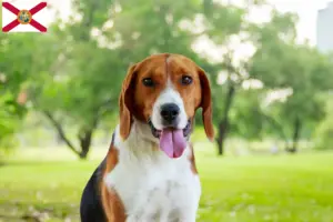 Read more about the article American Foxhound breeders and puppies in Florida