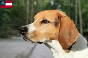 Read more about the article American Foxhound breeders and puppies in Georgia
