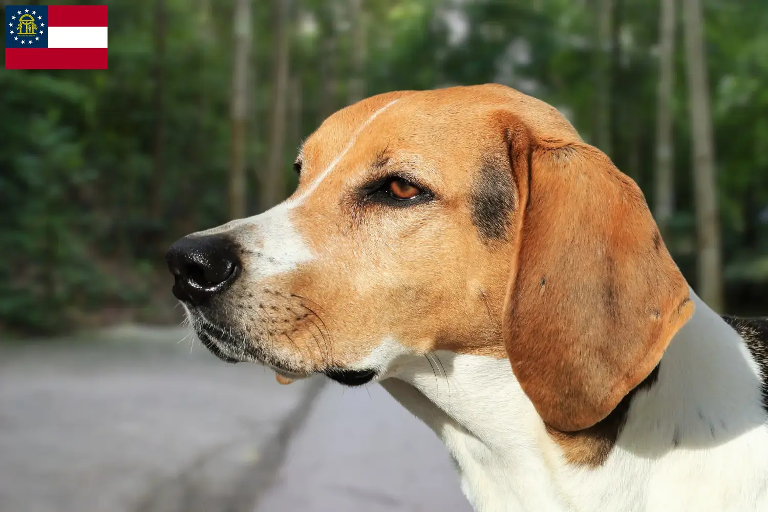 American Foxhound puppies and breeders Georgia Find American Foxhounds breeders in Georgia.