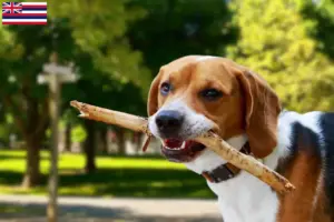 Read more about the article American Foxhound breeders and puppies in Hawaii