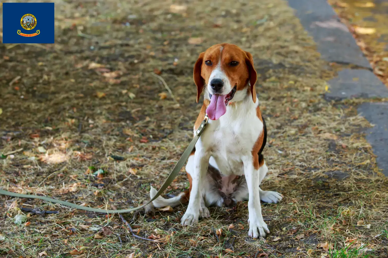American Foxhound puppies and breeders Idaho Find American Foxhounds breeders in Idaho.
