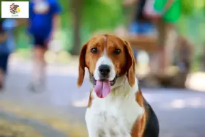 Read more about the article American Foxhound breeders and puppies in Illinois