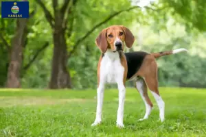Read more about the article American Foxhound breeders and puppies in Kansas