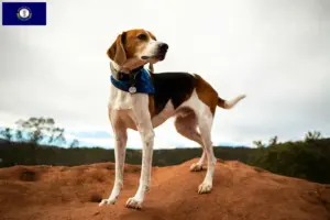 Read more about the article American Foxhound breeders and puppies in Kentucky