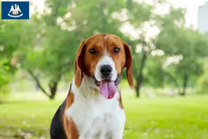 Read more about the article American Foxhound breeders and puppies in Louisiana
