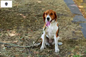 Read more about the article American Foxhound breeders and puppies in Massachusetts