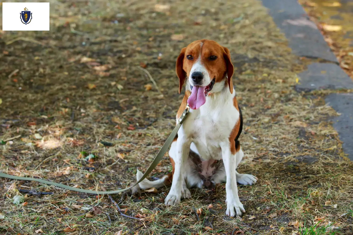 American Foxhound puppies and breeders Massachusetts Find American Foxhounds breeders in Massachusetts.