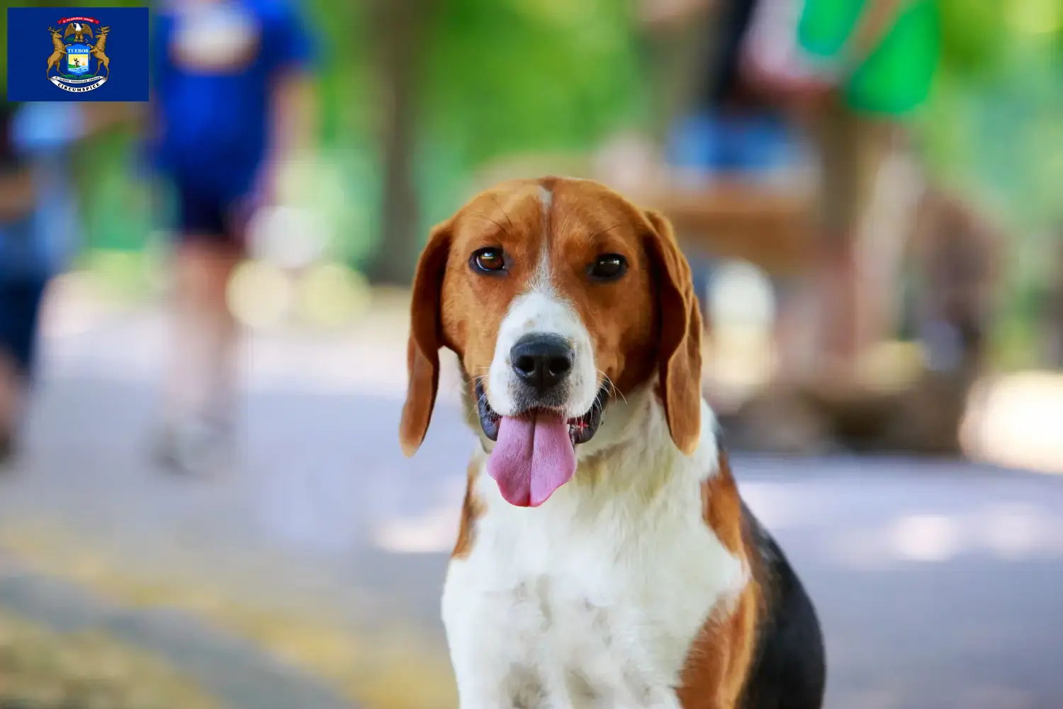 American Foxhound puppies and breeders Michigan Find American Foxhounds breeders in Michigan here.