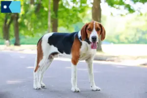Read more about the article American Foxhound breeders and puppies in Minnesota