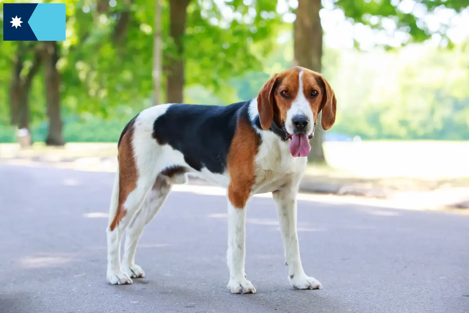 American Foxhound puppies and breeders Minnesota Find American Foxhounds breeders in Minnesota.
