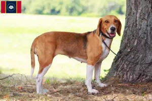 Read more about the article American Foxhound breeders and puppies in Mississippi