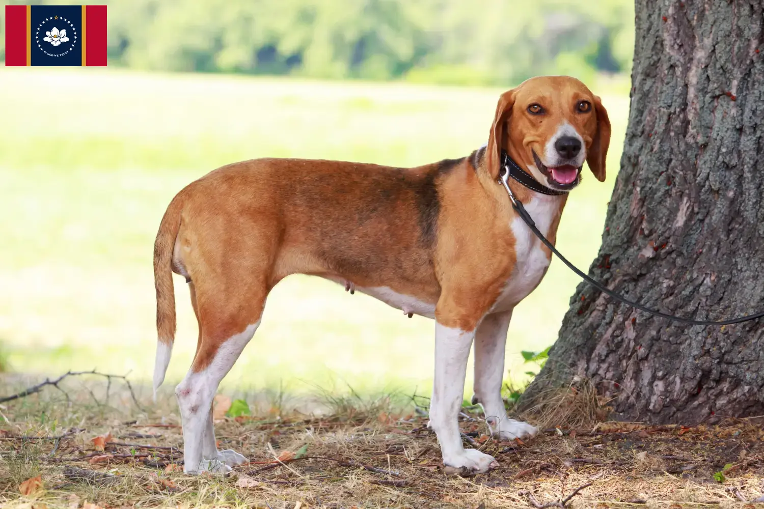 American Foxhound puppies and breeders Mississippi Find American Foxhounds breeders in Mississippi here.