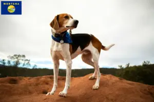 Read more about the article American Foxhound breeders and puppies in Montana