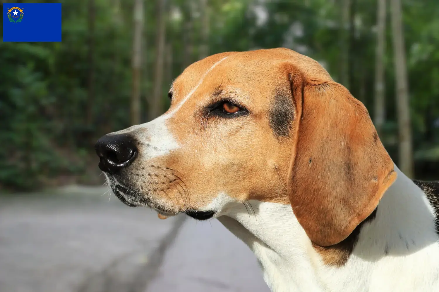 Read more about the article American Foxhound breeders and puppies in Nevada